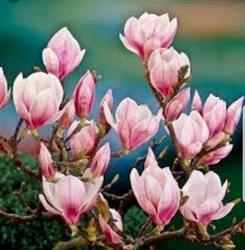 Magnolia Massage Therapy, Ladysmith, BC opening hours