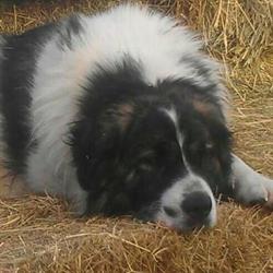 Sweetsbridge Farm, Falkland, BC opening hours