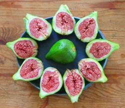 Exotic Fruit Nursery, Lunenburg, NS opening hours
