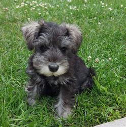 Perki Pet Grooming, Smiths Falls, ON opening hours