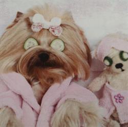 Kiley's K9 Spa, Napanee, ON opening hours