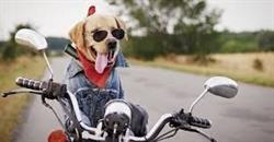 Toad Rock Motorcycle Campground, Queens Bay, BC opening hours