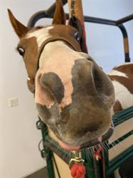 Plough Equine Veterinary Services; Specialist in equine reproduction, Abbotsford, BC opening hours