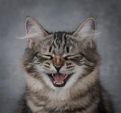 Siberian Touch Cattery, Sainte-Adèle, QC opening hours