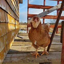 Miel Et Terre Chalet Et Apiculture, Weedon, QC opening hours