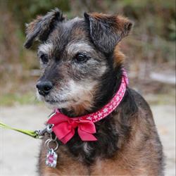 Canines & Critters Pet Sitting, Oliver, BC opening hours