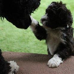 Charbr Portuguese Water Dogs, Colborne, ON opening hours