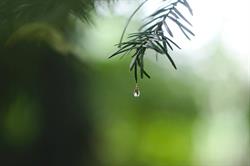 Raindrop Gardening, Toronto, ON opening hours
