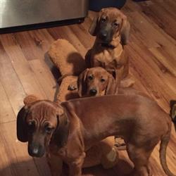 Our Dog Food Fund Pet Boarding, Souris, PE opening hours