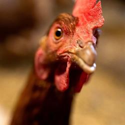 Cape Chin Micro-Farm, Lions Head, ON opening hours