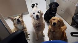 Pine Valley Animal Clinic - Dr. Larry Yelen, London, ON opening hours