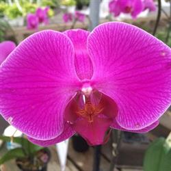 Vanderwees Garden Gallery, Thunder Bay, ON opening hours