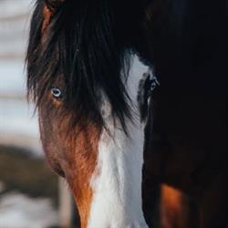 Randy Ophus Performance Horses, Vanderhoof, BC opening hours