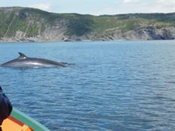 Four Seasons Tours, Coxs Cove, NL opening hours