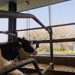 Ferme DEMCA Inc., Saint-Arsene, QC opening hours