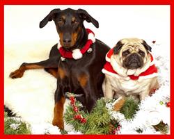 Dean Loveseth Photography - People, Pets & Places, Surrey, BC opening hours