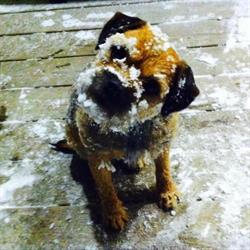 From Ruff to Buff Pet Grooming by Vicki, Lawrencetown, NS opening hours