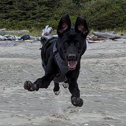 Garnet doggy daycare&boarding, Penticton, BC opening hours