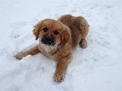Peace River Kennels, Tomslake, BC opening hours