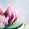 Notes of Praise Massage Therapy, Plum Coulee, MB opening hours