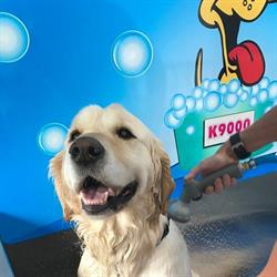 DIY Dog Wash, Port Hardy, BC opening hours