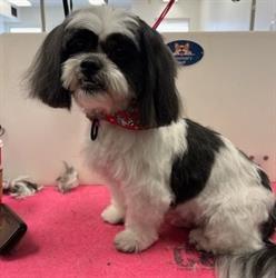 Ashley's Pet Spa, Prince Albert, SK opening hours