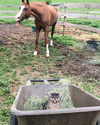 Total Equine Veterinary Services, Langley, BC opening hours
