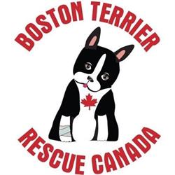 Boston Terrier Rescue Canada, Waterloo, ON opening hours