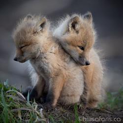 HW Photo & Safaris, Edmonton, AB opening hours