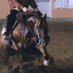 Fletcher's Horse World, Waterford, ON opening hours