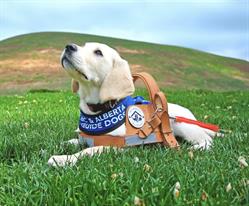 BC & Alberta Guide Dogs, Delta, BC opening hours