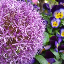 Tri-Star Nursery Garden Center & Florist, Surrey, BC opening hours