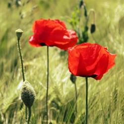 Royal Canadian Legion Branch 275, Fergus, ON opening hours