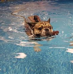 Indoor Dog Pool & Wellness Centre Inc., Pickering, ON opening hours