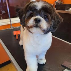 K9 Pet Spa, Waterloo, ON opening hours