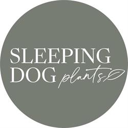Sleeping Dog Plants, Comox, BC opening hours