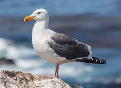 Naughty Gull Bed & Breakfast, Qualicum Beach, BC opening hours
