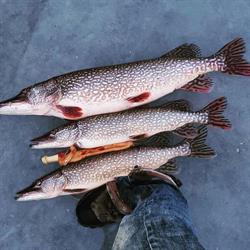 Chilly Willys Ice Fishing Adventures, Callander, ON opening hours