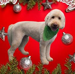 Clippity Do Dog Pet Grooming, East Lawrencetown, NS opening hours