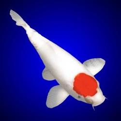 Hydrosphere - The Koi Pond Experts, Bradford, ON opening hours