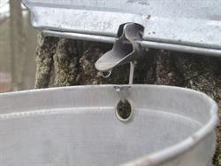Hutchinson Maple Syrup, Oro-Medonte, ON opening hours