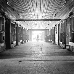 Run 2 You Stables, Kitchener, ON opening hours