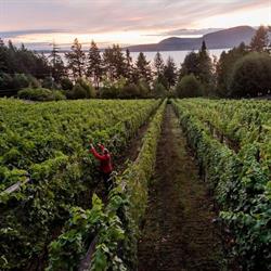 Sea Star Vineyards and Winery, Pender Island, BC opening hours